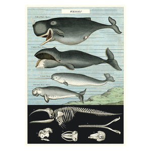 Cavallini Whale Wrap Poster