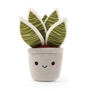 Botanical Garden Snake Plant 14cm