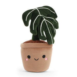 Botanical Garden Monstera 14cm